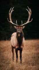 Obraz premium A deer stands gracefully on the edge of the forest, surrounded by tall trees and foliage, creating a serene and peaceful natural scene.