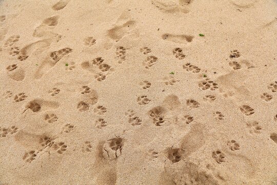 Beach dog paw prints in sand