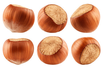 Hazelnut isolated on white background, clipping path, full depth of field