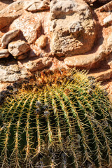 A cactus with brown spots and a green stem