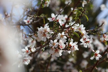 Almond blossoms near Ouarzazate, Morocco