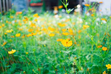 Abstract yellow flower on blurry background using as fresh ecology and wallpaper concept