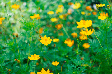 Abstract yellow flower on blurry background using as fresh ecology and wallpaper concept