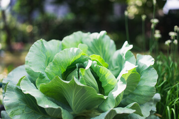 Closeup nature view of kale on sunlight using as background and fresh ecology wallpaper concept