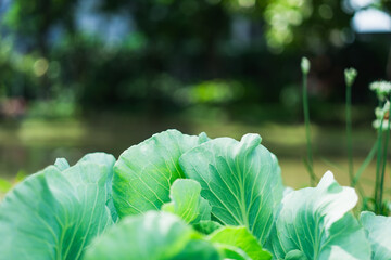Closeup nature view of kale leaf on sunlight using as background and fresh ecology wallpaper concept