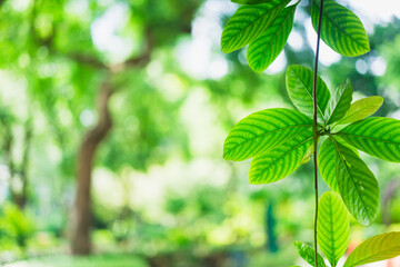 Closeup nature view of green leaf with copy space using as background and fresh ecology wallpaper concept