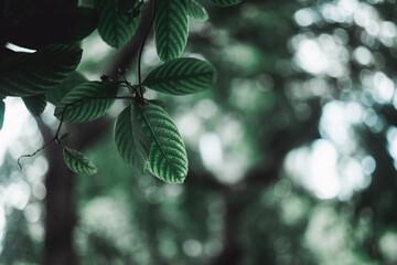 Abstract blur nature view of dark green leaf on greenery background with copy space using as background and ecology concept