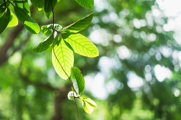 Closeup nature view of green leaf on afternoon sunlight using as background and fresh ecology wallpaper concept