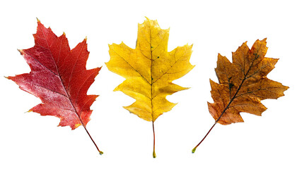 Obraz premium Detailed Close-Up of Three Autumn Leaves Featuring Vibrant Red, Yellow, and Orange Hues on a transparent Background