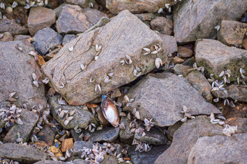 Painter's trough (Unio pictorum) is an autochthonous so-called a native species of bivalve...