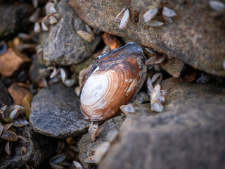 Painter's trough (Unio pictorum) is an autochthonous so-called a native species of bivalve inhabiting European waters, whether flowing or still. A trough on the bank of Domaša.