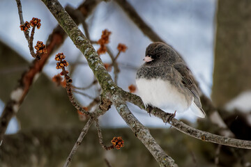 Dark Eyed Junko (2025)