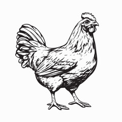 Chicken Drawing Images vector. Illustration of a Chicken  Images isolated on white background.