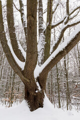 Trident Tree