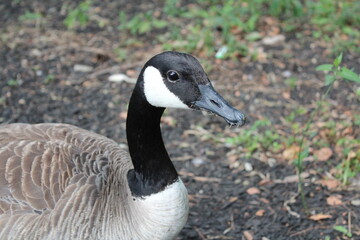 Canadian Goose