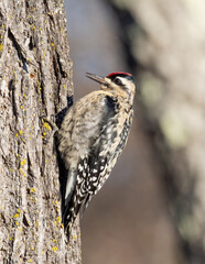 A female Yellow-bellied Sapsucker perched on the side of a tree