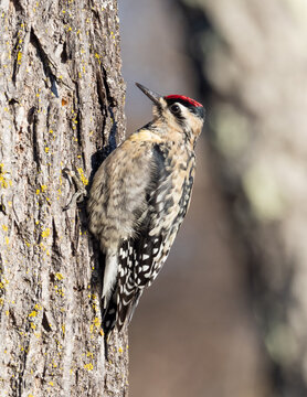 A female Yellow-bellied Sapsucker perched on the side of a tree