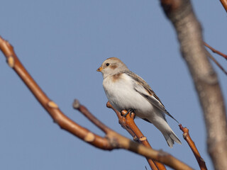 A male Snow Bunting in basic, winter plumage perched up high on a treetop