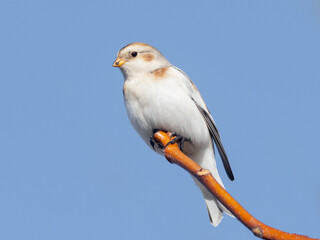 A male Snow Bunting in basic, winter plumage perched up high on a treetop