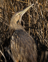 A camouflaged American Bittern standing amongst dry, brown marsh vegetation