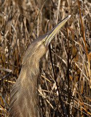 A camouflaged American Bittern standing amongst dry, brown marsh vegetation