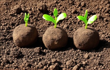 three seed balls with a sprout on the ground, earth balls. nendo dango.