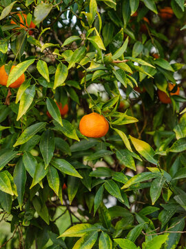 Mandarinenbaum mit reifen Fr&uuml;chten in der Toskana