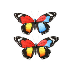 Obraz premium Two Vibrant Butterflies with Red, Yellow, and Blue Wings on Transparent Background