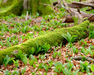 Moosbedeckter Baumstamm mit jungem Bärlauch im Frühlingswald