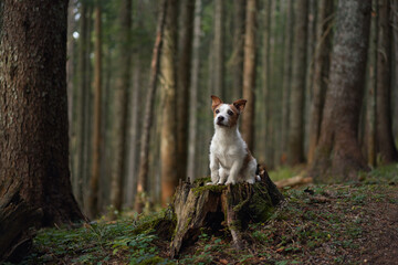 A Jack Russell Terrier sits on a moss-covered stump in the middle of a forest surrounded by soft...