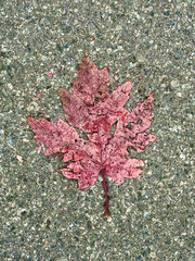 Fallen pinkish leaf resting on asphalt road in autumn