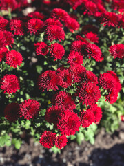 Red chrysanthemum flowers blooming in garden during autumn season