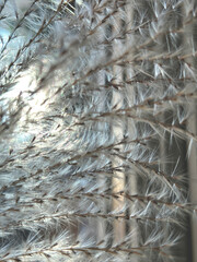Delicate ornamental grass illuminated by sunlight: soft and airy texture