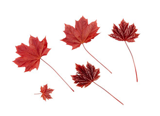 Maple leaves isolated on a white background, top view