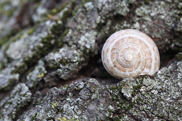 a snail on tree trunk
