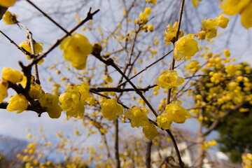 東京, 町田の忠生公園で咲く蝋梅
