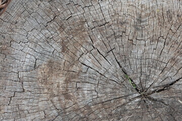 Fototapeta premium texture of a tree stump from a top-down perspective