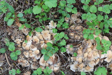  cluster of honey fungi (Armillaria sp) in winter