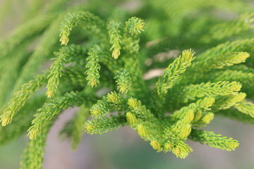 close up of branch of Araucaria heterophylla, also know as norfolk island pine