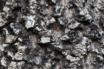 close-up of bark texture of an Ash tree
