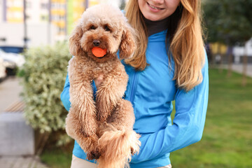 Woman and cute Toy Poodle dog with ball outdoors, closeup