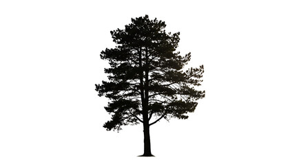 Silhouette of a tree isolated on transparent background 
