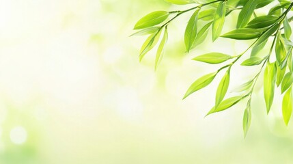 Fototapeta premium Delicate willow branches in fresh green, soft morning light, serene and minimalist Qingming Festival scene.