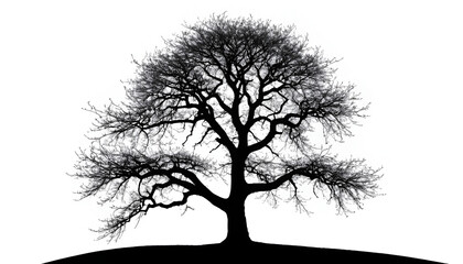 tree silhouette isolated on white