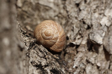 a snail on tree trunk