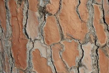 close up bark texture Pinus pinea (stone pine)