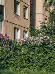 Blooming lilac bushes in May