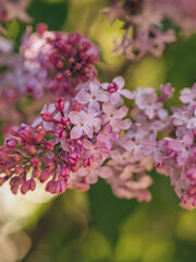 Beautiful blooming lilac close up