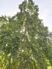 Chasing Sunlight: Monuments Beneath the Open Sky