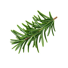 Fototapeta premium Fresh Sprig of Rosemary Herb Isolated on Transparent Background